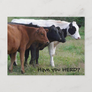 Have you HERD? Three Cows Postcard