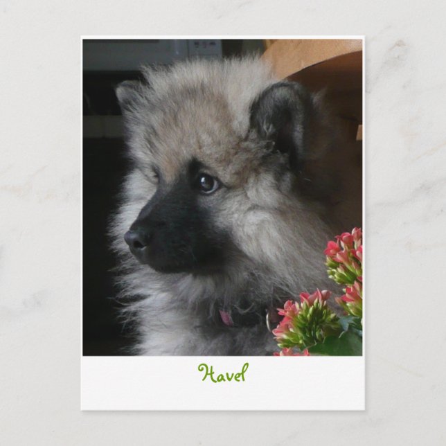 Havel Arrives in America Postcard (Front)