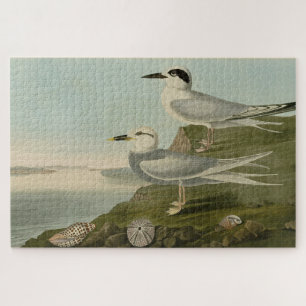 Havell's & Trudeau's Tern Audubon Birds of America Jigsaw Puzzle