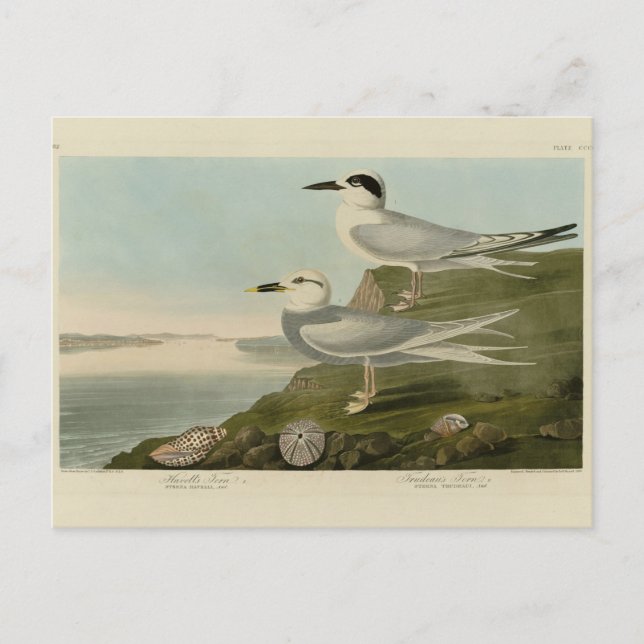 Havell's & Trudeau's Tern Audubon Birds of America Postcard (Front)