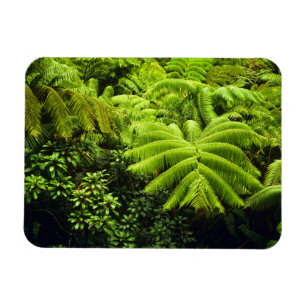 Hawaii, Big Island, Lush tropical greenery in 2 Magnet