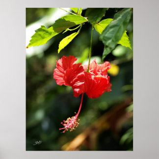 Hawaii botanicals 9b poster