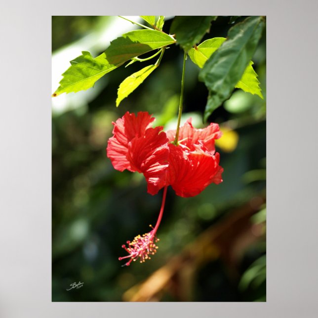 Hawaii botanicals 9b poster (Front)