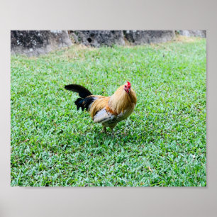 hawaii chicken hen photo poster