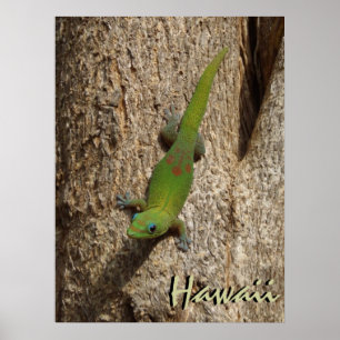 Hawaii cute gecko outdoor tropical poster