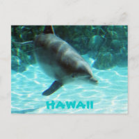 Hawaii Dolphin