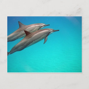 Hawaii Dolphins Postcard