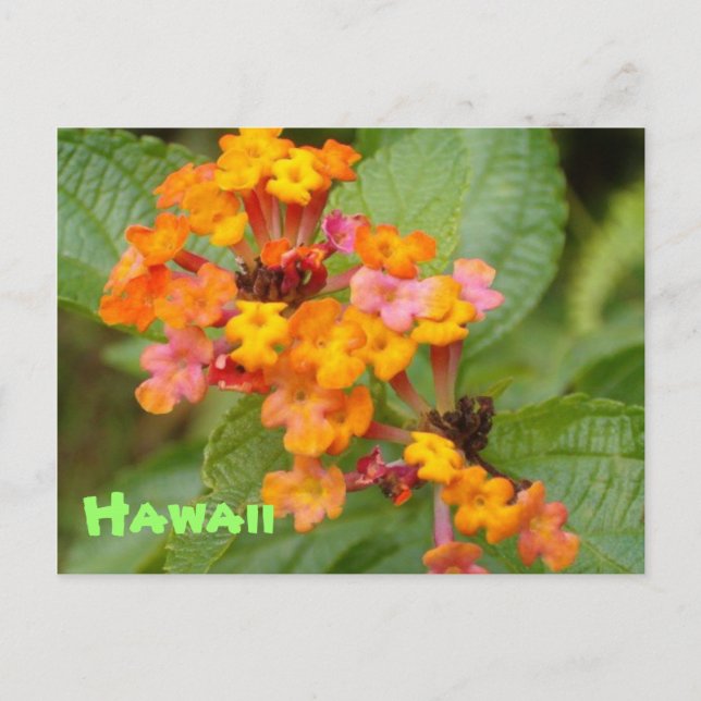Hawaii Flower Postcard (Front)