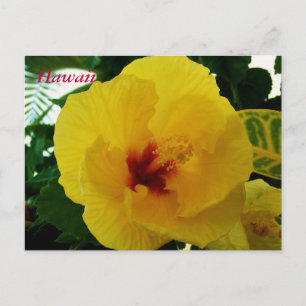 Hawaii Flower Yellow Hibiscus Postcard