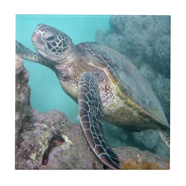 Hawaii Green Sea Turtle Ceramic Tile (Front)