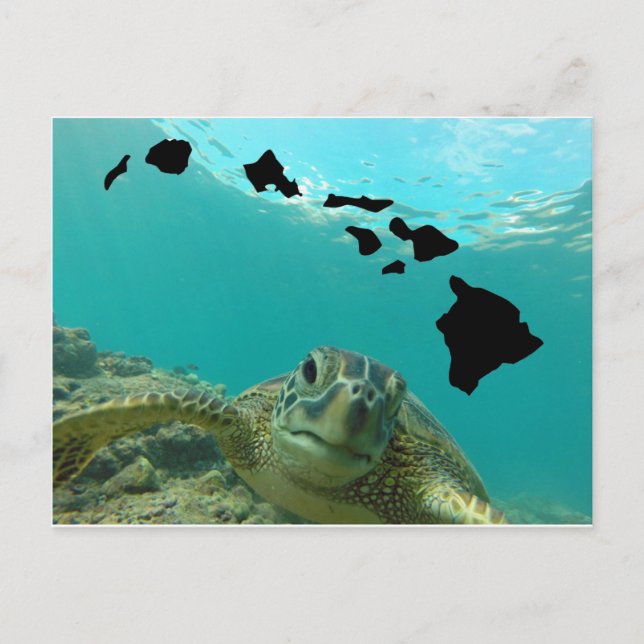 Hawaii Green Sea Turtle Postcard (Front)