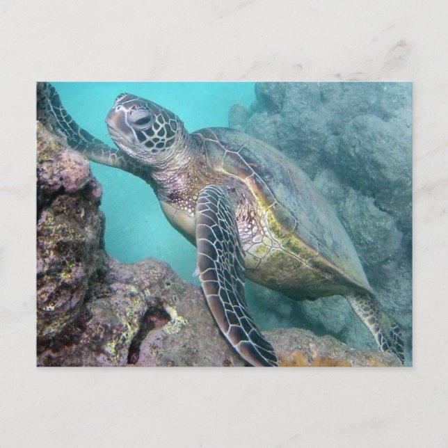 Hawaii Green Sea Turtle Postcard (Front)