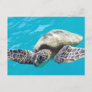 Hawaii Green Sea Turtle Postcard