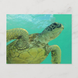 Hawaii Green Sea Turtle Postcard