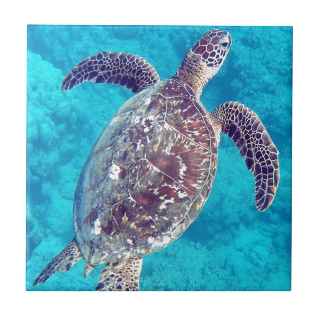 Hawaii Green Sea Turtle Tile (Front)