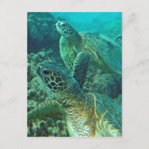 Hawaii Green Sea Turtles Postcard