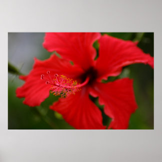 Hawaii Hibiscus Poster