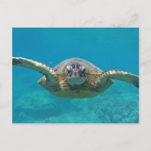 Hawaii Honu Postcard