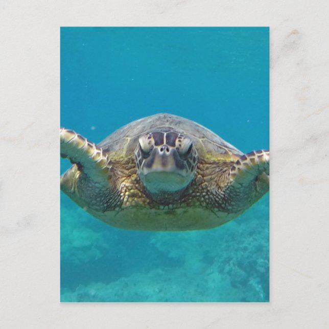 Hawaii Honu Postcard (Front)