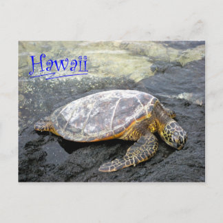 Hawaii - Honu Postcard