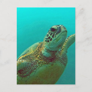 Hawaii Honu Postcard