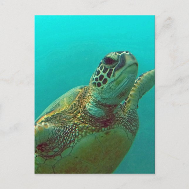 Hawaii Honu Postcard (Front)