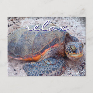 Hawaii honu sea turtle close-up photo Relax quote Postcard