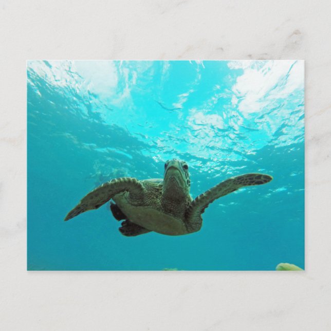 Hawaii Honu Turtle Postcard (Front)