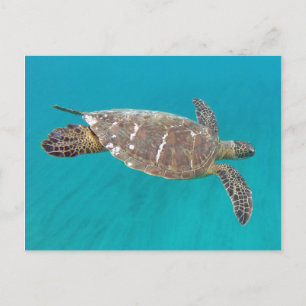 Hawaii Honu Turtle Postcard