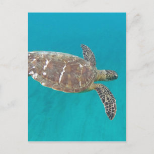 Hawaii Honu Turtle Postcard