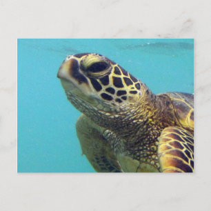 Hawaii Honu Turtle Postcard