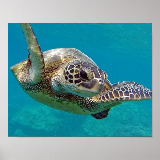 Hawaii Islands Sea Turtle Poster (Front)