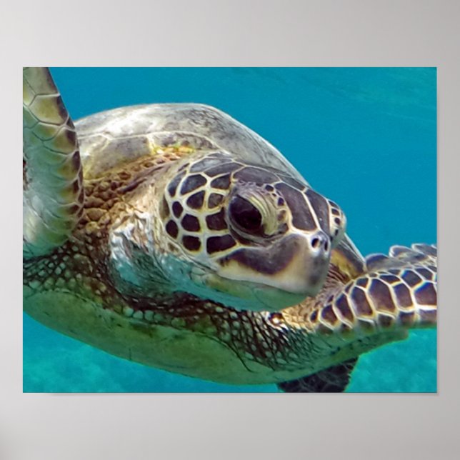 Hawaii Islands Sea Turtle Poster (Front)