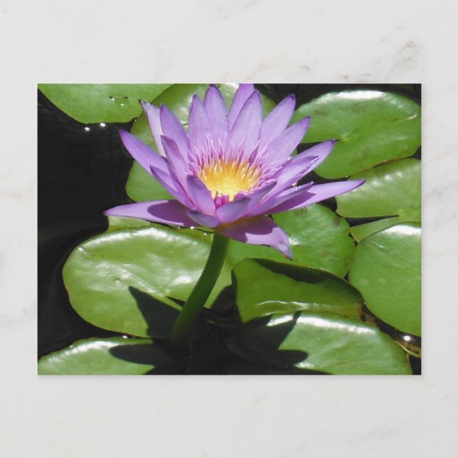 Hawaii Lotus Flower Postcard (Front)