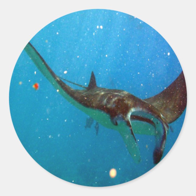 Hawaii Manta Ray Classic Round Sticker (Front)