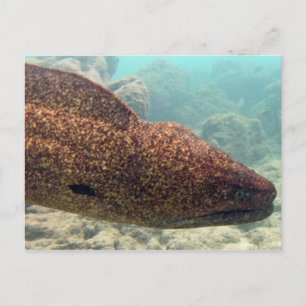 Hawaii Moray Eel Postcard