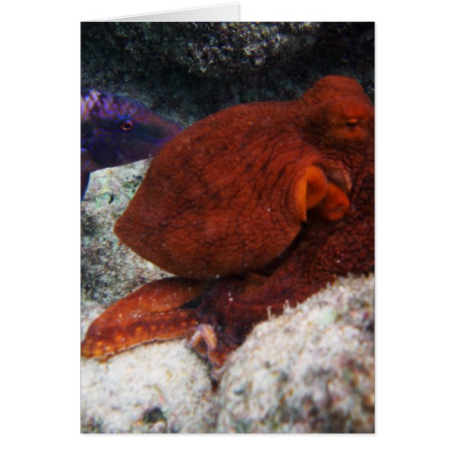 Hawaii Octopus (Front)