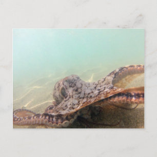 Hawaii Octopus Postcard