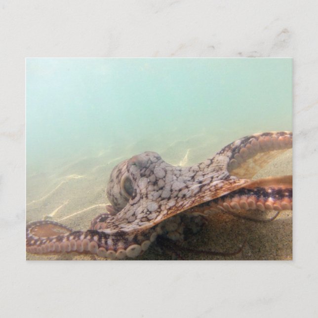 Hawaii Octopus Postcard (Front)