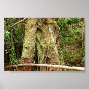 HAWAII OHIA WITH BENT GUAVA TREE POSTER