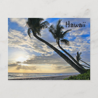 Hawaii Palms Postcard