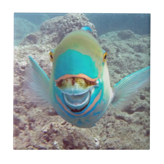 Hawaii Parrot Fish Ceramic Tile (Front)