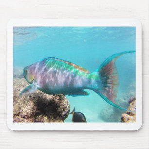 Hawaii Parrot Fish Mouse Pad