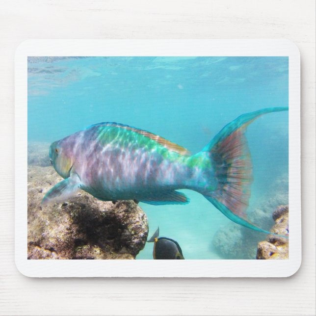 Hawaii Parrot Fish Mouse Pad (Front)