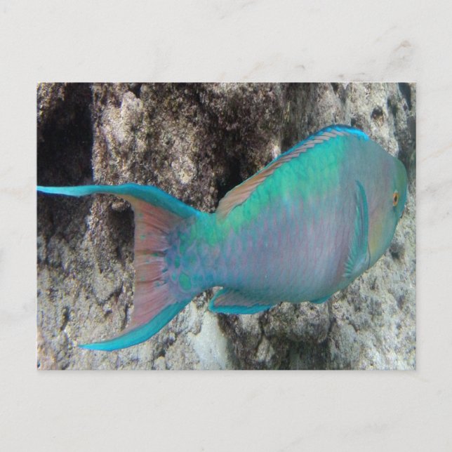 Hawaii Parrot Fish - Uhu Postcard (Front)