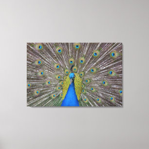 Hawaii Peacock Canvas Print