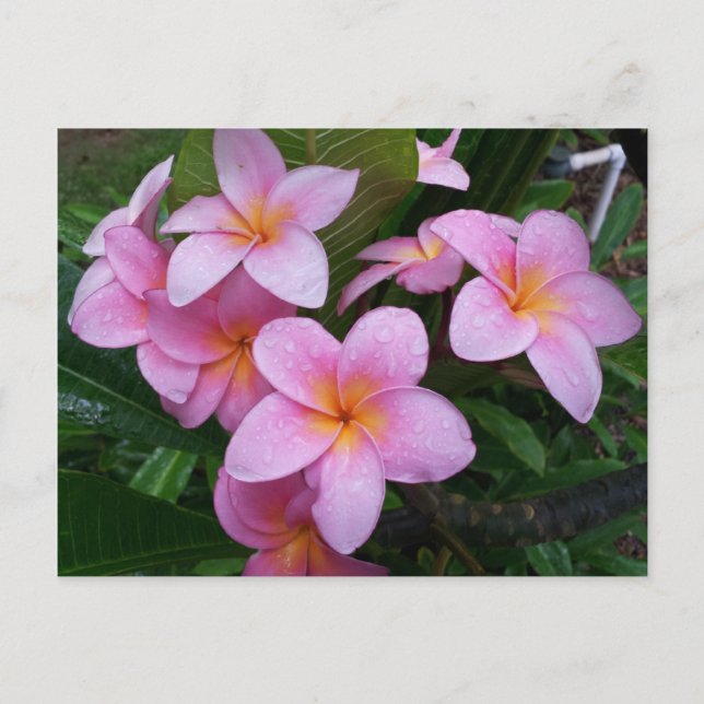Hawaii Pink Plumeria Flowers Postcard (Front)