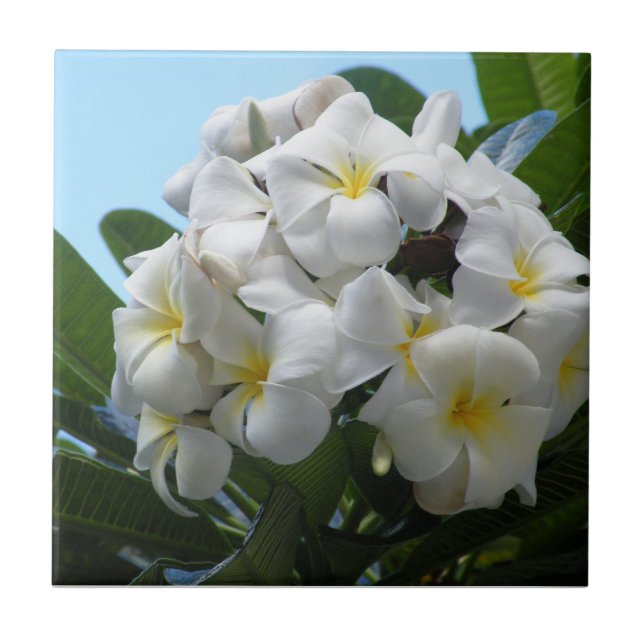 Hawaii Plumeria Ceramic Tile (Front)