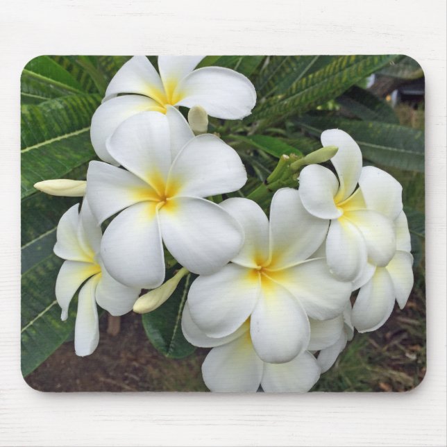 Hawaii Plumeria Flowers Mouse Pad (Front)