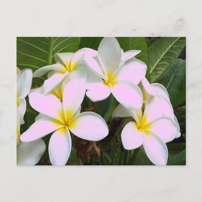 Hawaii Plumeria Flowers Postcard (Front)